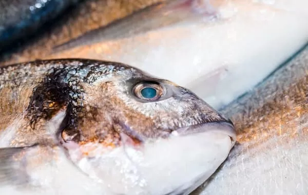Tecniche per capire se il pesce è andato a male