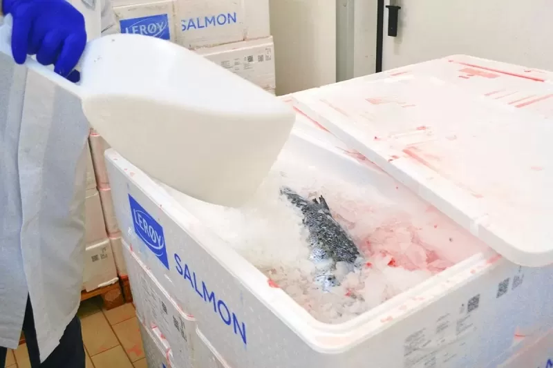 Consegna di pesce fresco per ristoranti