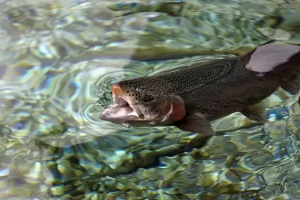 Fornitore all'ingrosso di pesci d'acqua dolce 